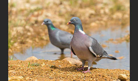 Hohltaube (Columba oenas)