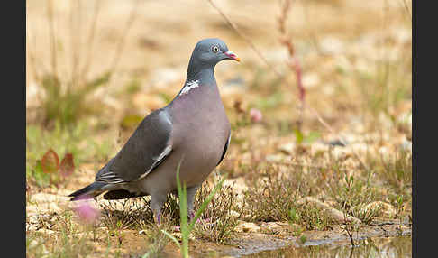 Ringeltaube (Columba palumbus)