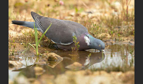 Ringeltaube (Columba palumbus)