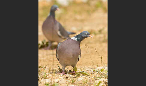 Ringeltaube (Columba palumbus)