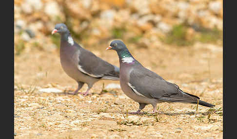 Ringeltaube (Columba palumbus)