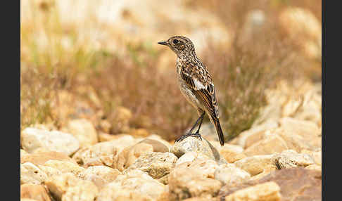 Schwarzkehlchen (Saxicola torquata)