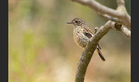 Schwarzkehlchen (Saxicola torquata)