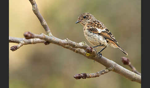 Schwarzkehlchen (Saxicola torquata)