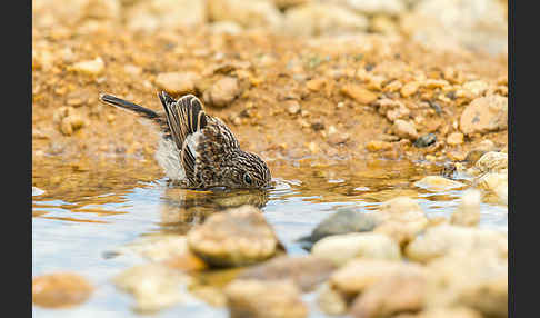 Schwarzkehlchen (Saxicola torquata)