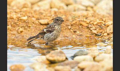 Schwarzkehlchen (Saxicola torquata)