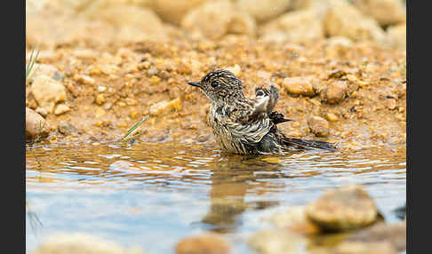 Schwarzkehlchen (Saxicola torquata)