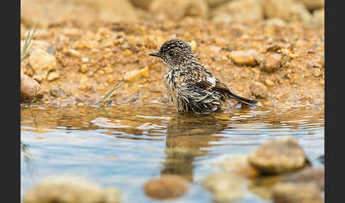 Schwarzkehlchen (Saxicola torquata)