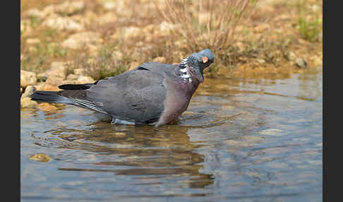 Ringeltaube (Columba palumbus)