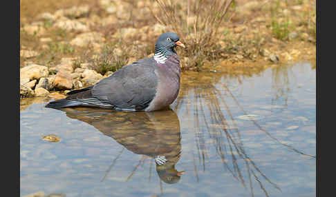 Ringeltaube (Columba palumbus)