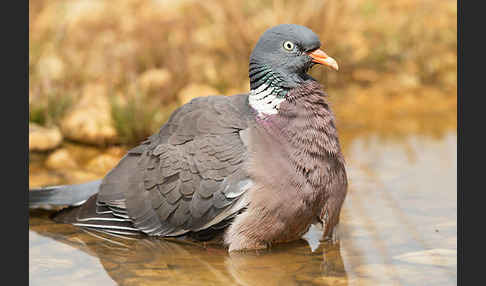 Ringeltaube (Columba palumbus)