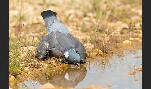 Ringeltaube (Columba palumbus)