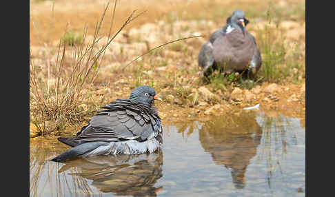 Ringeltaube (Columba palumbus)