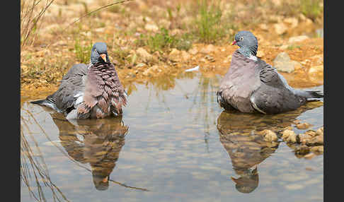 Ringeltaube (Columba palumbus)