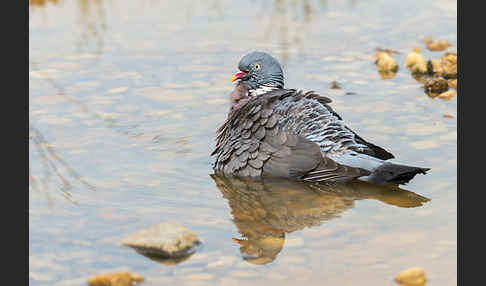 Ringeltaube (Columba palumbus)