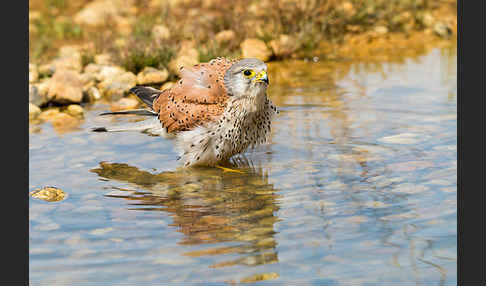 Turmfalke (Falco tinnunculus)