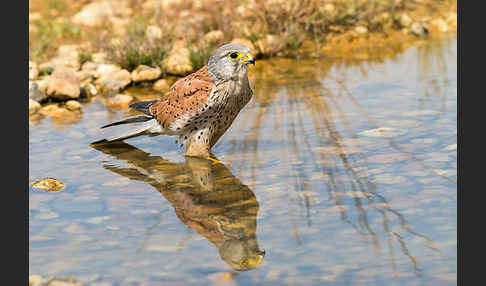 Turmfalke (Falco tinnunculus)