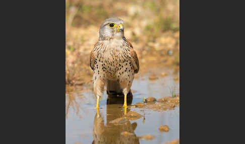 Turmfalke (Falco tinnunculus)