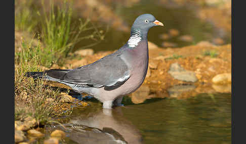 Ringeltaube (Columba palumbus)