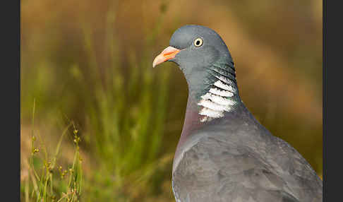 Ringeltaube (Columba palumbus)