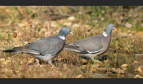 Ringeltaube (Columba palumbus)