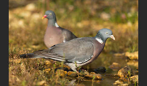 Ringeltaube (Columba palumbus)