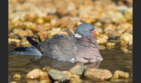 Ringeltaube (Columba palumbus)