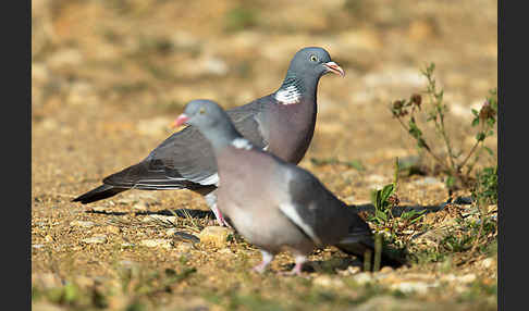 Ringeltaube (Columba palumbus)