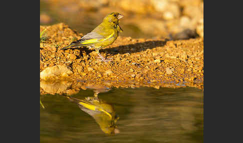 Grünfink (Carduelis chloris)