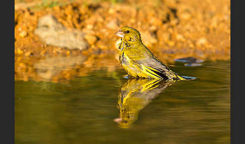 Grünfink (Carduelis chloris)