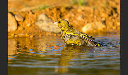 Grünfink (Carduelis chloris)