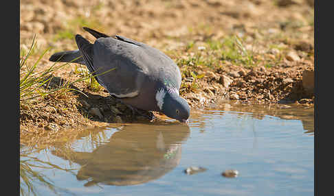 Ringeltaube (Columba palumbus)