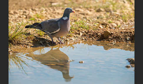 Ringeltaube (Columba palumbus)