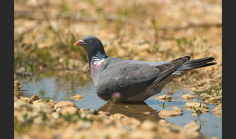 Ringeltaube (Columba palumbus)