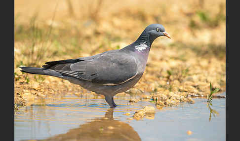 Ringeltaube (Columba palumbus)