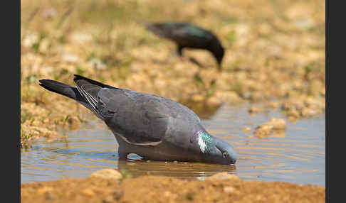 Ringeltaube (Columba palumbus)