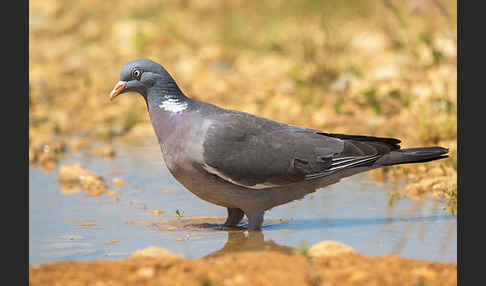 Ringeltaube (Columba palumbus)