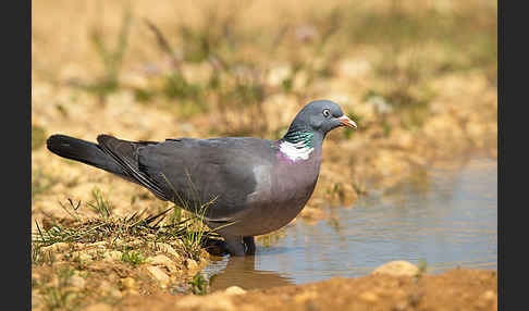 Ringeltaube (Columba palumbus)