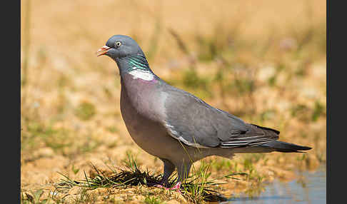 Ringeltaube (Columba palumbus)