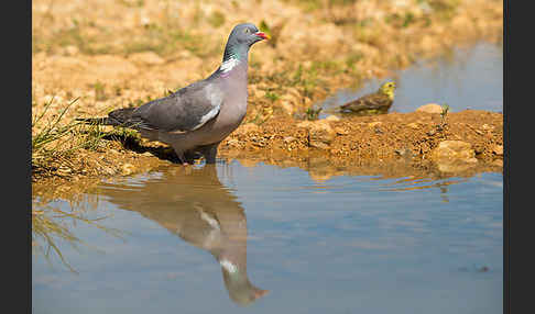 Ringeltaube (Columba palumbus)