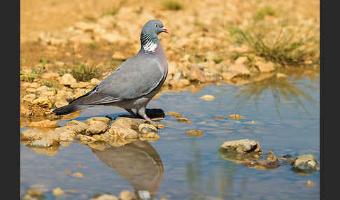 Ringeltaube (Columba palumbus)