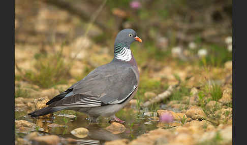 Ringeltaube (Columba palumbus)