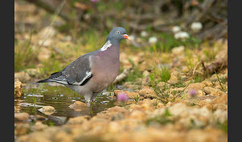 Ringeltaube (Columba palumbus)