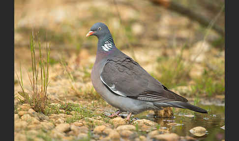 Ringeltaube (Columba palumbus)