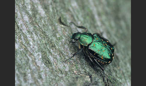 Grüner Edelscharrkäfer (Gnorimus nobilis)