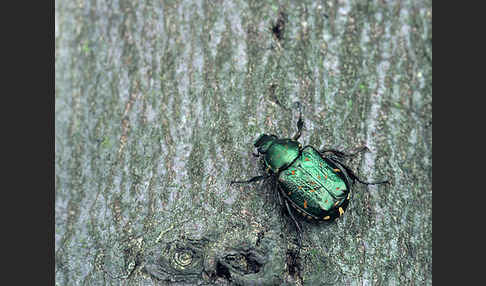 Grüner Edelscharrkäfer (Gnorimus nobilis)