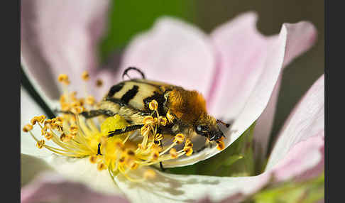 Gebänderte Pinselkäfer (Trichius fasciatus)