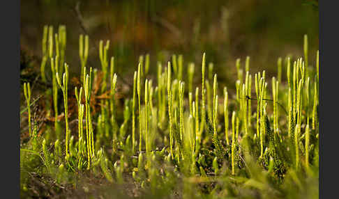 Keulen-Bärlapp (Lycopodium clavatum)