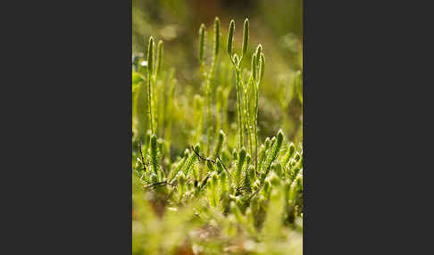 Keulen-Bärlapp (Lycopodium clavatum)