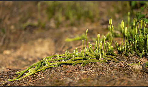 Keulen-Bärlapp (Lycopodium clavatum)